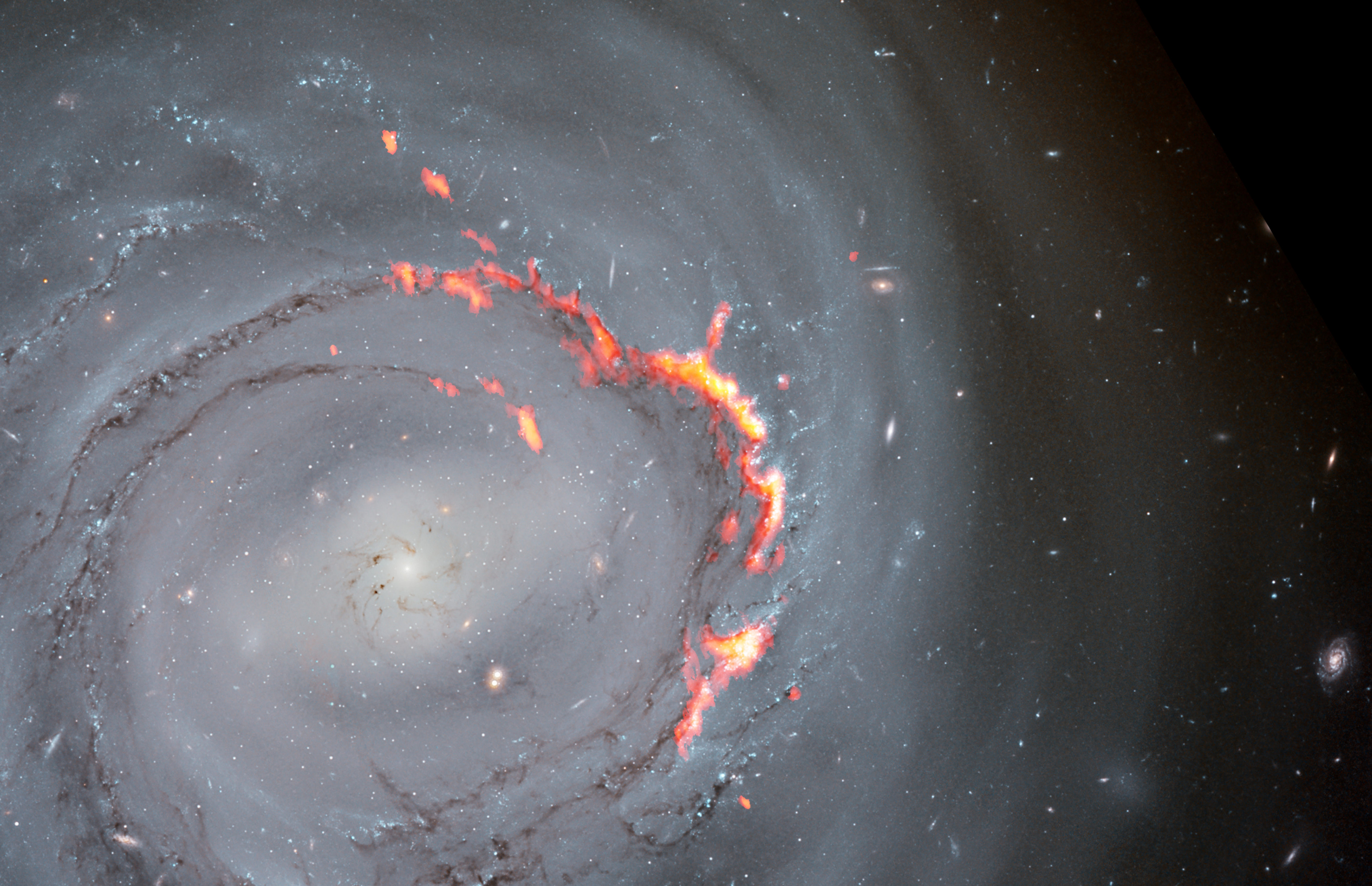 Acercamiento de una imagen compuesta de NGC 4921 obtenida por ALMA (rojo y naranja) y el telescopio espacial Hubble (imagen óptica). En esta imagen se destacan las estructuras filamentosas causadas por el fenómeno de despojo por presión. Se trata de un proceso que desplaza el gas de una galaxia, despojándola del material necesario para formar nuevas estrellas. Según un nuevo estudio, en vez de ser expulsado de la galaxia, parte de ese material podría verse sometido a un proceso de reacreción, posiblemente por efecto de campos magnéticos, lo cual ralentizaría la extinción de la galaxia. Créditos: ALMA (ESO/NAOJ/NRAO)/S. Dagnello (NRAO), NASA/ESA/Hubble, K. Cook (LLNL), L. Shatz