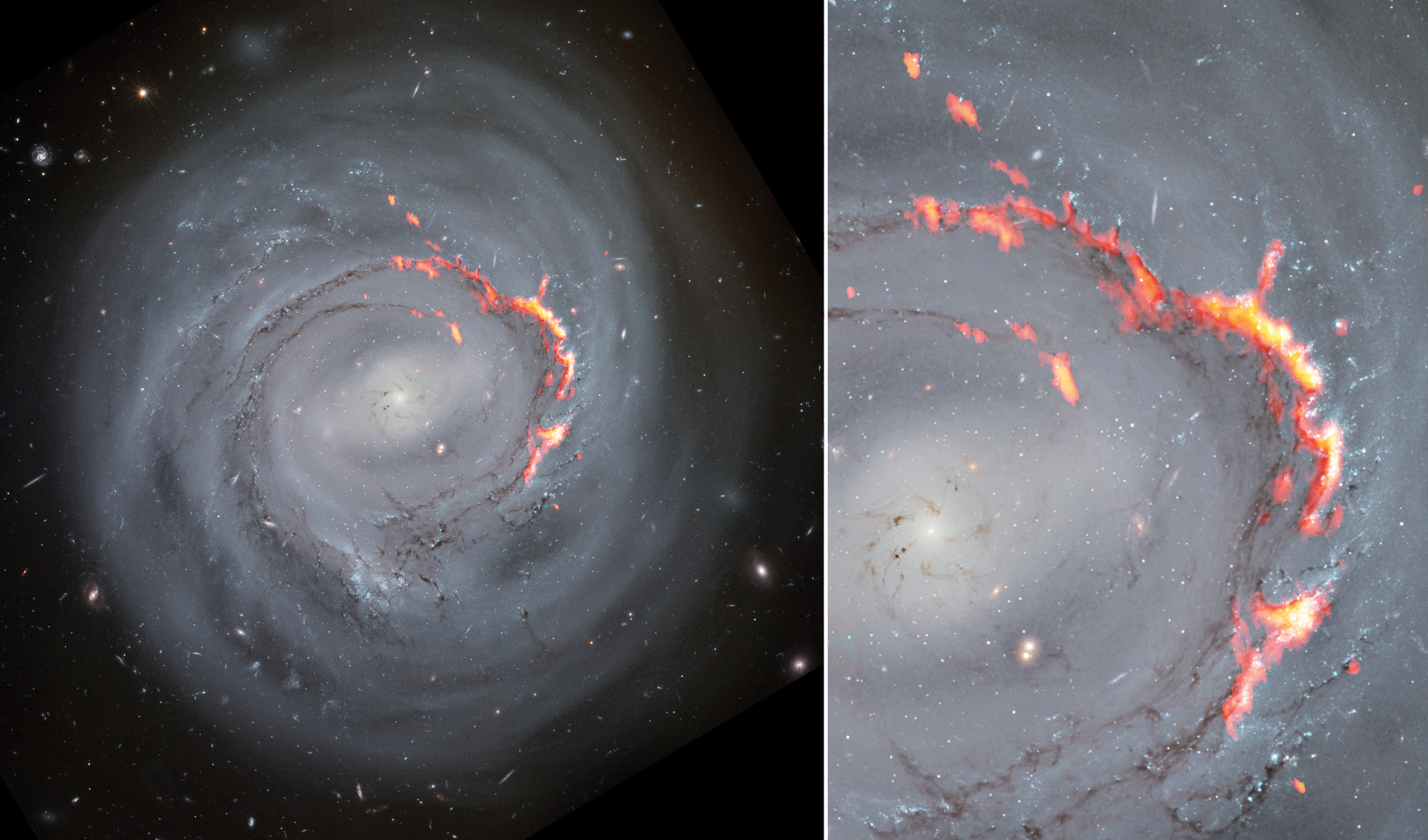 Esta combinación de imágenes muestra los datos de ALMA (rojo y naranja) superpuestos a imágenes ópticas de NGC 4921 obtenidas con el telescopio espacial Hubble. Un nuevo estudio de esta galaxia espiral barrada reveló la presencia de estructuras filamentosas similares a los Pilares de la Creación, pero mucho más grandes. Estas estructuras se forman por efecto de un fenómeno conocido como despojo por presión, que desplaza el gas de una galaxia y la despoja del material necesario para formar nuevas estrellas. Créditos: ALMA (ESO/NAOJ/NRAO)/S. Dagnello (NRAO), NASA/ESA/Hubble, K. Cook (LLNL), L. Shatz