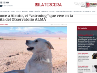 Conoce a Almito, el “astrodog” que vive en la garita del Observatorio ALMA