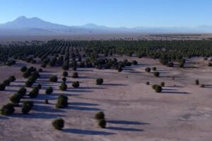 Reforestación de Tamarugo en el desierto de Atacama